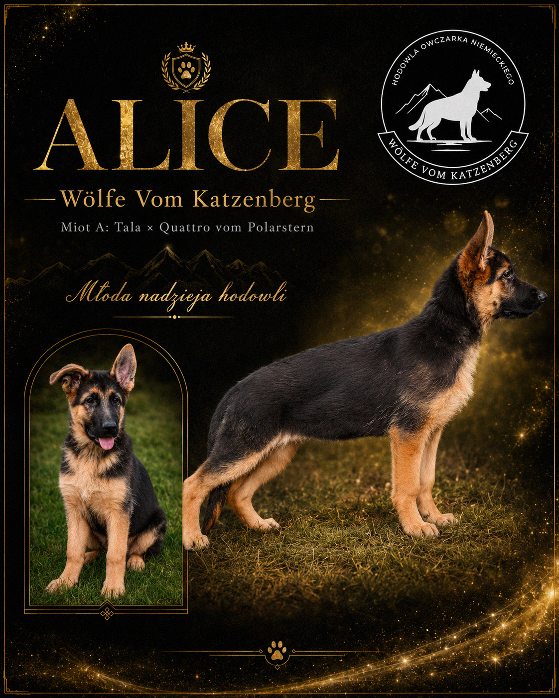 Alice Wolfe vom Katzenberg — szczenię owczarka niemieckiego podczas pierwszego treningu z zabawką na placu
