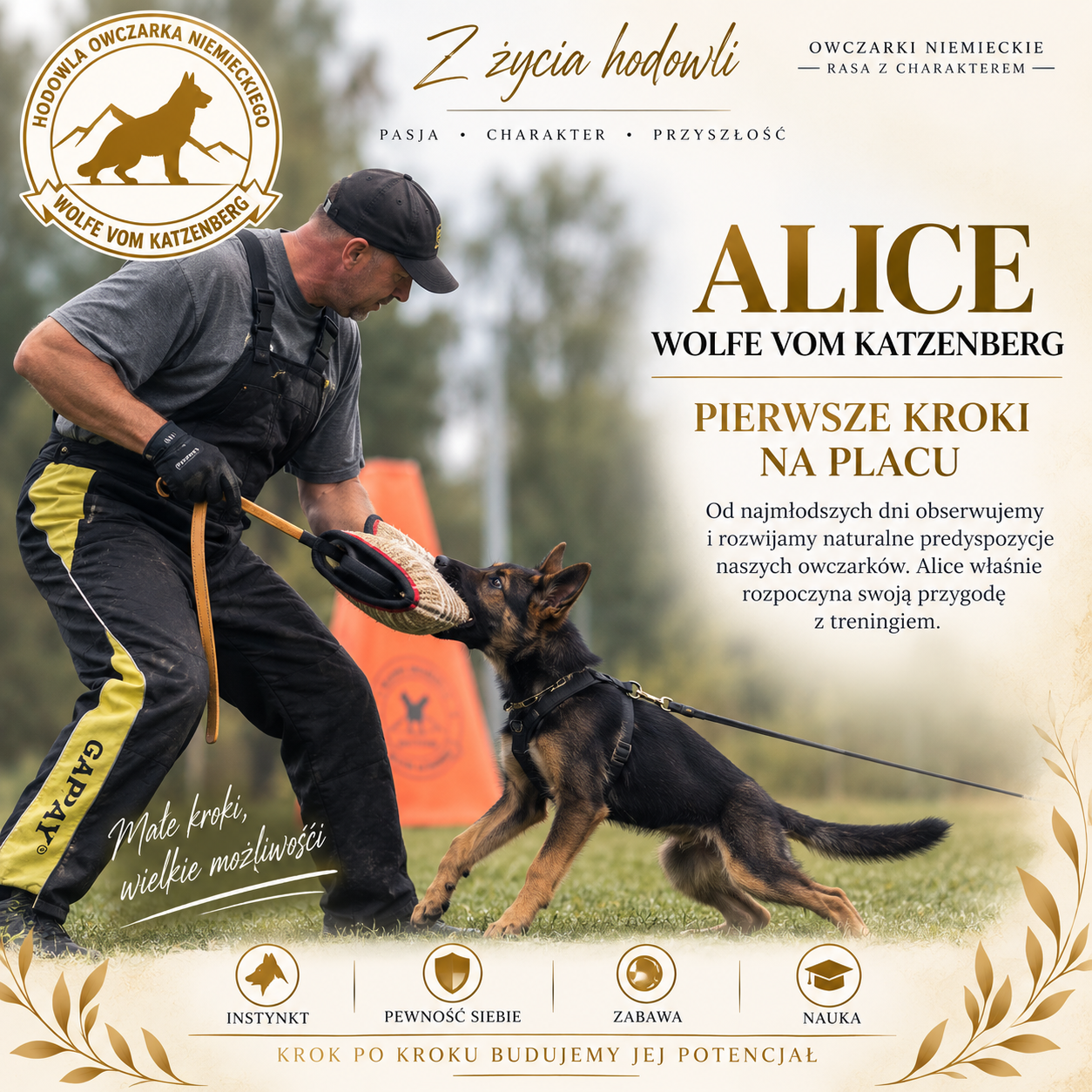 Alice Wolfe vom Katzenberg — szczenię owczarka niemieckiego podczas pierwszego treningu z zabawką na placu