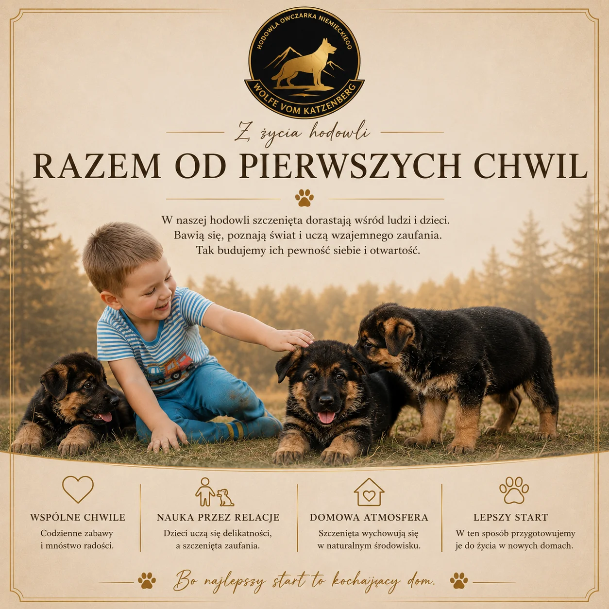 Szczenięta owczarka niemieckiego wychowywane z dzieckiem w hodowli Wolfe Vom Katzenberg FCI