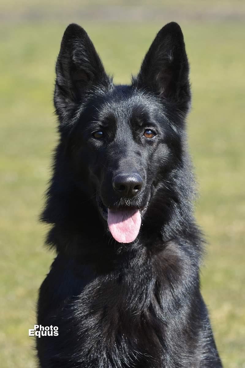 Tala